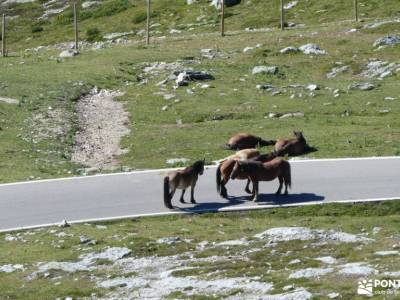 Sierra de Peña Labra-Alto Campoo; calcetines senderismo verano botas senderismo verano pantalones se